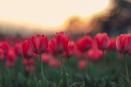 a group of red flowers