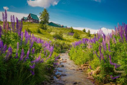 Purple Flowers on the Field